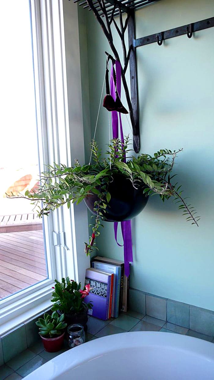 Лучше всего, разместить живое растение ближе к окну. Влажная атмосфера и сырость пойдут цветку только на пользу