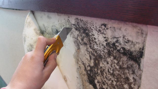 Черная плесень под обоями, на стене или после ремонта: что делать, как избавиться и чем обработать