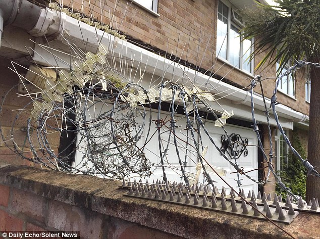 Bristling with a range of sharp spikes and coils of barbed wire, the defences along this suburban garden wall would surely stop the most intrepid cat burglar - and Tiggly