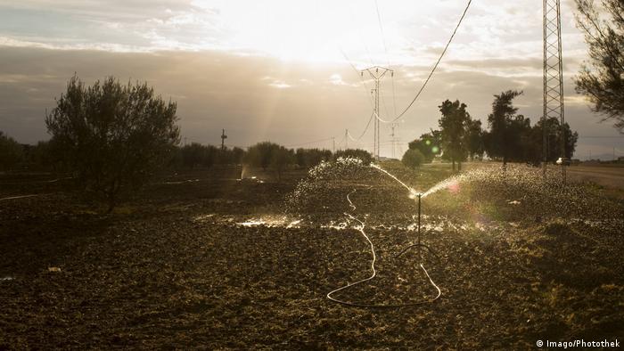 Farmers irrigate olive tree fields in Tunisia (Imago/Photothek)